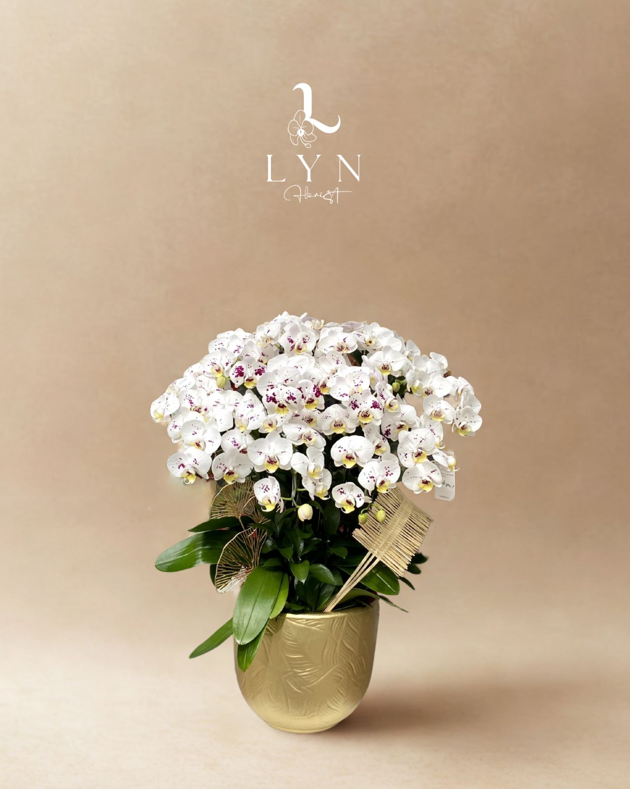 Chậu Hoa Lan Y063-2V_12 cành